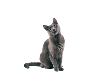 Full body shot of Russian Blue cat, sitting,  looking around curiously.