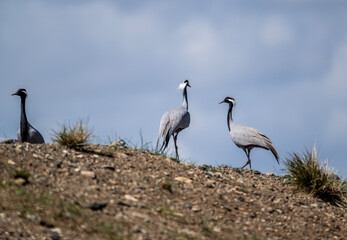 beautiful gray demoiselle cranes against the background of mountains on a sunny summer day in the south of Altai
