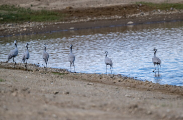 beautiful gray demoiselle cranes against the background of mountains on a sunny summer day in the south of Altai