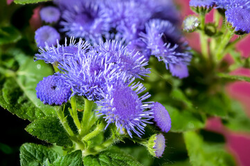 Blooming blue Ageratum Bluemink on a Crimson background
