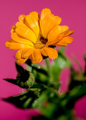 Orange Calendula officinalis on a pink background