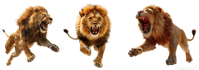 Obraz premium Set of Fierce Charging Lion with Majestic Mane in Action, Isolated on Transparent Background