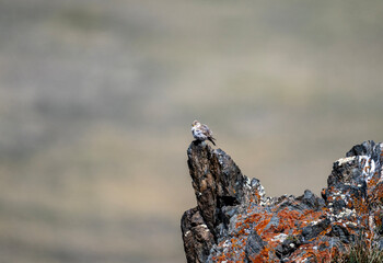 a beautiful stone sparrow on a stone sings on a sunny summer day in Altai