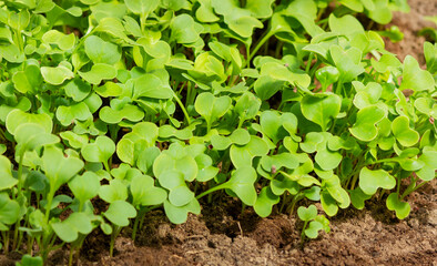 Young radish sprouts grow in the garden bed. Radish seedlings in the garden. Green radish leaves. Close-up. Selective focus.