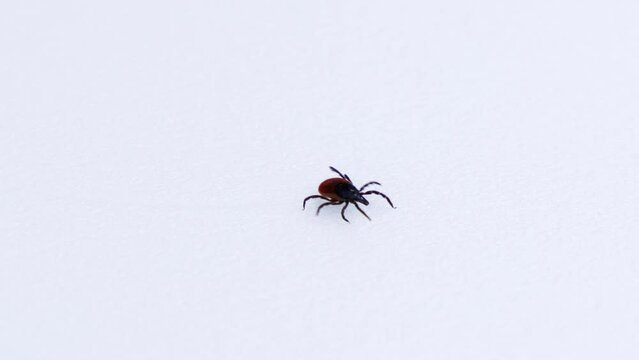 Infectious parasitic insect ixodid tick or mite crawls on white background close up