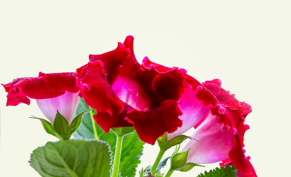Close up of red gloxinia flowers on white background