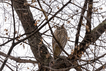Owl hiding between tree branches with a clear sky in the background