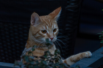 Close-up portrait of a stray cat