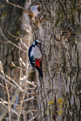 The great spotted woodpecker (Dendrocopos major) pecking on tree, searching for food