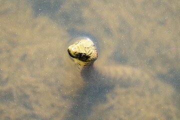 Close-up of a dice snake (Natrix tessellata) on the bega river's shore