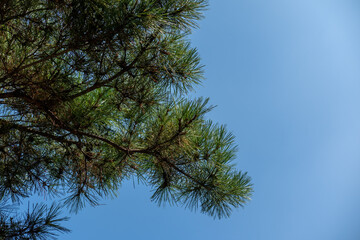 Pine tree branch with blue sky on the background
