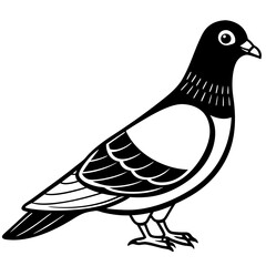 pigeon color bird vector silhouette illustration svg file
