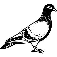 pigeon color bird vector silhouette illustration svg file
