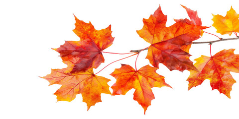Fototapeta premium Autumn maple leaves on branch isolated white background