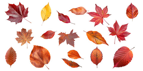 Obraz premium A set of autumn leaves isolated on a white background