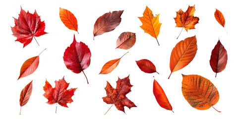 Obraz premium A set of autumn leaves isolated on a white background