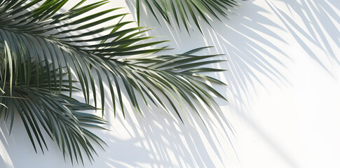 Green Tropical palm leaves with shadows on white wall