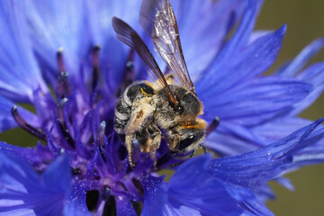 Closeup on a female North-American Wide-striped Sweat Bee, Halictus farinosus collecting pollen form a blue flowering Bachelor's button, Centaurea cyanea