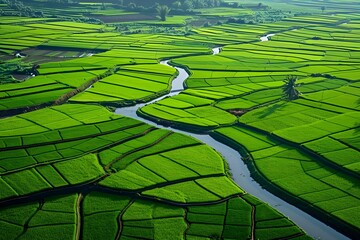 Rice field with irrigation channels, lush green rice plants, intricate details of water channels,