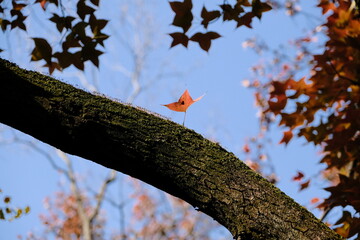Red maple leaves on the red maple tree in late autumn