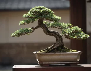  Un bonsai con foglie rosse autunnali che creano un contrasto vibrante.  © Nicola