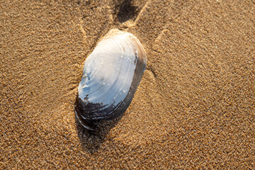 Seashell Resting on Sand