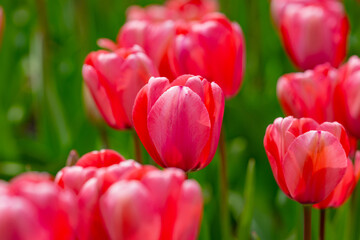 Tulips flowers in a spring field. Red tulips with beautiful bouquet background. Tulip flower. Tulip field in spring. Spring blossom flowers in garden.