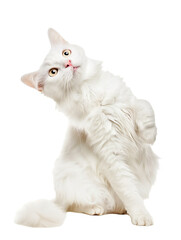 Full body shot of Turkish Angora cat, standing,  looking around curiously.