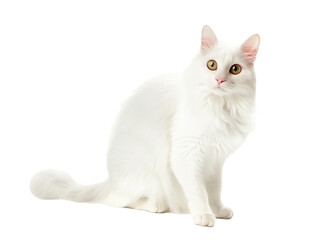 Obraz premium Full body shot of Turkish Angora cat, sitting, looking around curiously.