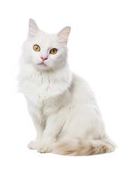 Obraz premium Full body shot of Turkish Angora cat, sitting, looking around curiously.