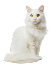 Fototapeta premium Full body shot of Turkish Angora cat, sitting, looking around curiously.