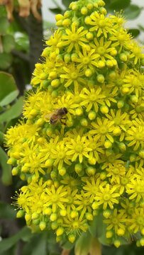 close up of bee pollinating on yellow flowers on succulent plant, Aeonium arboreum outdoors in garden