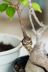 Air layering on a ficus bonsai