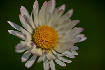 Close up summer flower sunny day