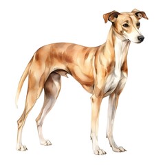 Obraz premium Graceful Greyhound - Watercolor of Athletic Dog Breed Isolated on White Background