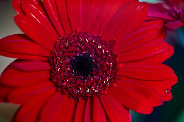 Close up summer flower sunny day