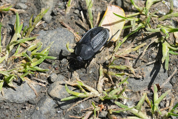 Closeup on a black Garden carrion beetle, Heterosilpha ramosa crossing a patch way at Coquille , Oregon