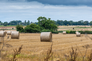 hay bales in august