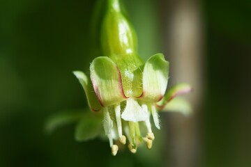 Blüte der Stachelbeere (Ribes uva-crispa)