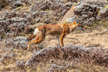 Ethiopia, a wolf of Abyssinia at the Mont Bale National Park hunts its prey.