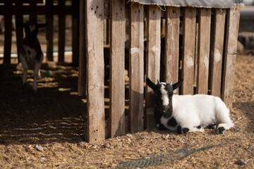 beautiful white goat and kids 