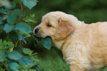 small incredibly beautiful newborn dog golden labrador retriever puppy one month old in the park eating green leaves of flowers