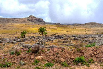 Ethiopia, landscape of the Sanetti Plateau in the  Bale Mountains National Parc. On the way to the peak of the Tullu Dimtu mountain. 