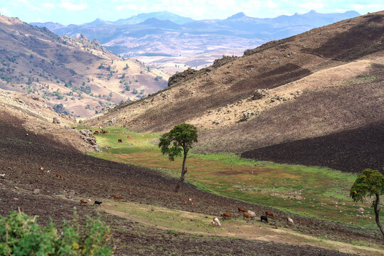 South Ethiopia, beautyful Landscape in the Bale Mountains.
