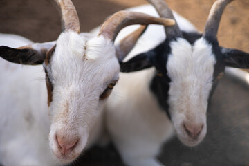 close-up of beautiful white goats 
