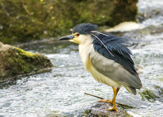Nycticorax nycticorax © dejuna