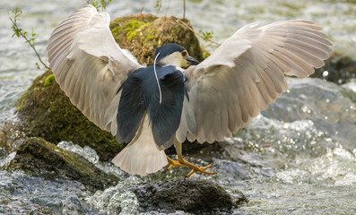 Nycticorax nycticorax © dejuna