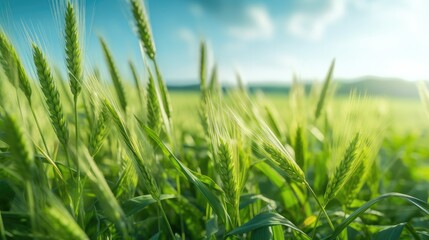 Green wheat background