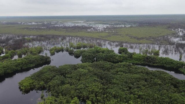 Peat swamp landscape seen from above in Sebangau National Park, in Palangkaraya, Central Kalimantan, Indonesia. Sebangau is a protected peat swamp area.