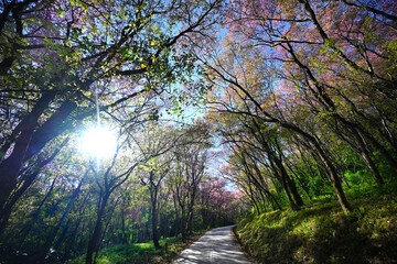 Road to the peak of the mountain that full of big tree and pink flower (Prunus cerasoides).